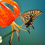 Insects